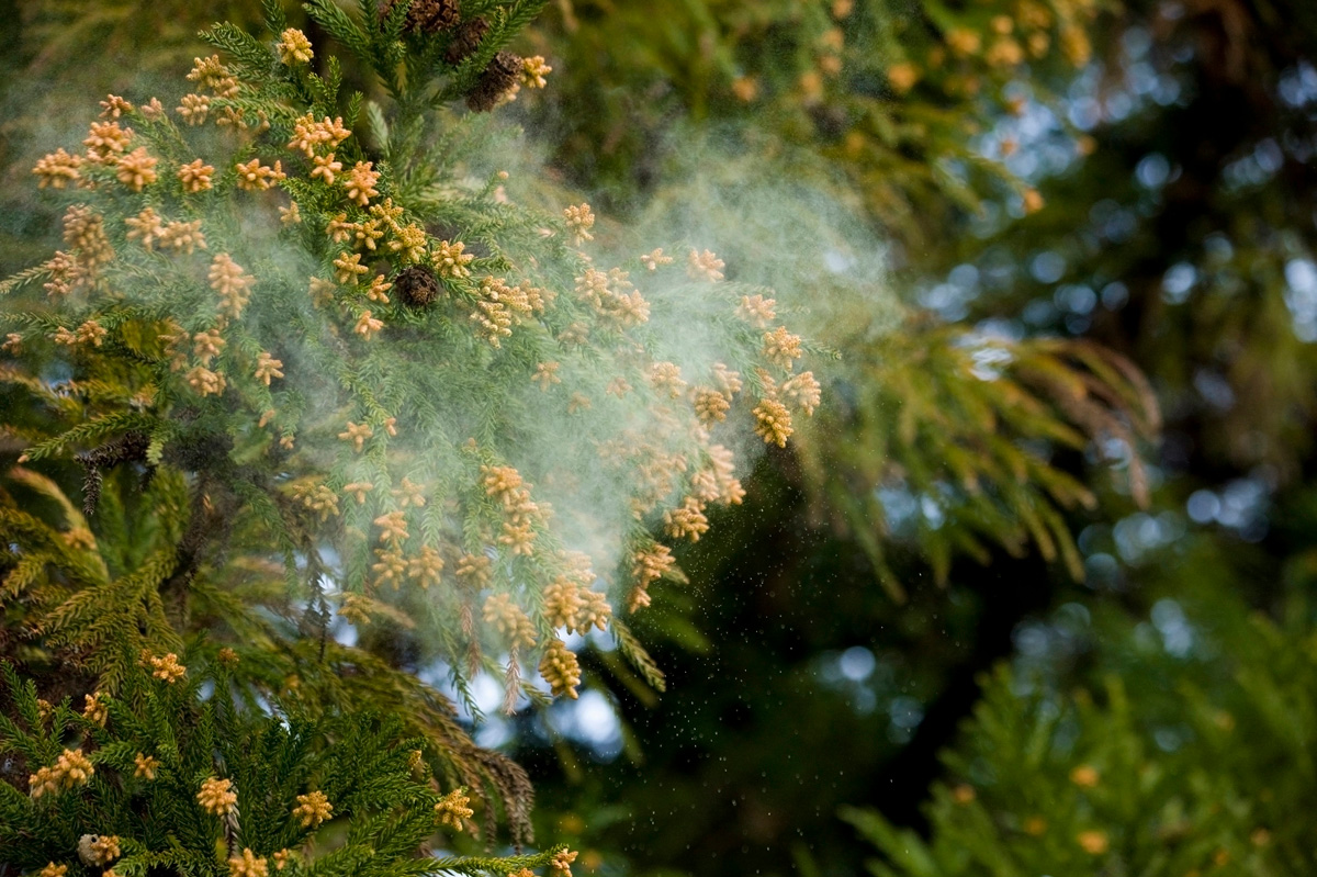 スギ花粉